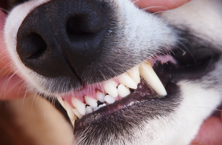 teeth of a dog